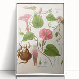 Vintage Botanical Illustration of Ipomoea Plant Art Print