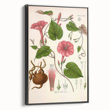 Vintage Botanical Illustration of Ipomoea Plant Art Print