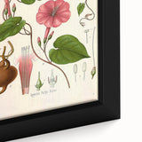 Vintage Botanical Illustration of Ipomoea Plant Art Print