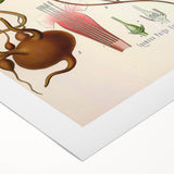 Vintage Botanical Illustration of Ipomoea Plant Art Print