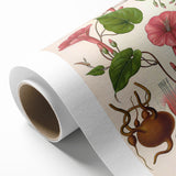 Vintage Botanical Illustration of Ipomoea Plant Art Print