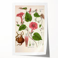 Vintage Botanical Illustration of Ipomoea Plant Art Print
