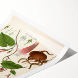 Vintage Botanical Illustration of Ipomoea Plant Art Print