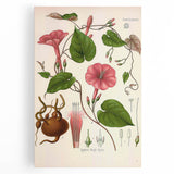 Vintage Botanical Illustration of Ipomoea Plant Art Print