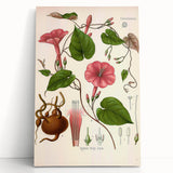 Vintage Botanical Illustration of Ipomoea Plant Art Print