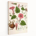 Vintage Botanical Illustration of Ipomoea Plant Art Print