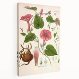 Vintage Botanical Illustration of Ipomoea Plant Art Print