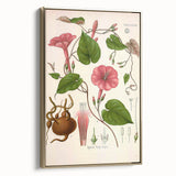 Vintage Botanical Illustration of Ipomoea Plant Art Print