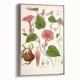 Vintage Botanical Illustration of Ipomoea Plant Art Print