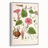 Vintage Botanical Illustration of Ipomoea Plant Art Print