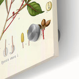 Vintage Botanical Illustration of Quassia Plant Art Print