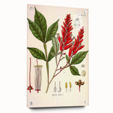 Vintage Botanical Illustration of Quassia Plant Art Print