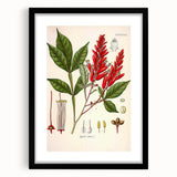 Vintage Botanical Illustration of Quassia Plant Art Print