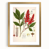 Vintage Botanical Illustration of Quassia Plant Art Print