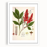 Vintage Botanical Illustration of Quassia Plant Art Print