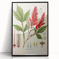 Vintage Botanical Illustration of Quassia Plant Art Print