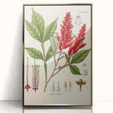 Vintage Botanical Illustration of Quassia Plant Art Print