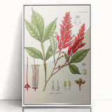Vintage Botanical Illustration of Quassia Plant Art Print