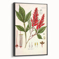 Vintage Botanical Illustration of Quassia Plant Art Print