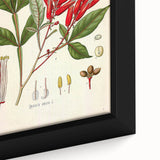 Vintage Botanical Illustration of Quassia Plant Art Print