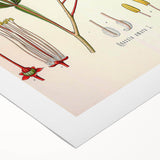 Vintage Botanical Illustration of Quassia Plant Art Print