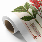 Vintage Botanical Illustration of Quassia Plant Art Print