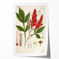Vintage Botanical Illustration of Quassia Plant Art Print