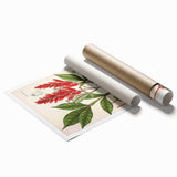 Vintage Botanical Illustration of Quassia Plant Art Print