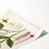Vintage Botanical Illustration of Quassia Plant Art Print