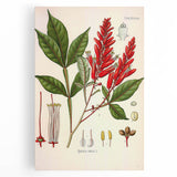 Vintage Botanical Illustration of Quassia Plant Art Print