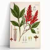 Vintage Botanical Illustration of Quassia Plant Art Print