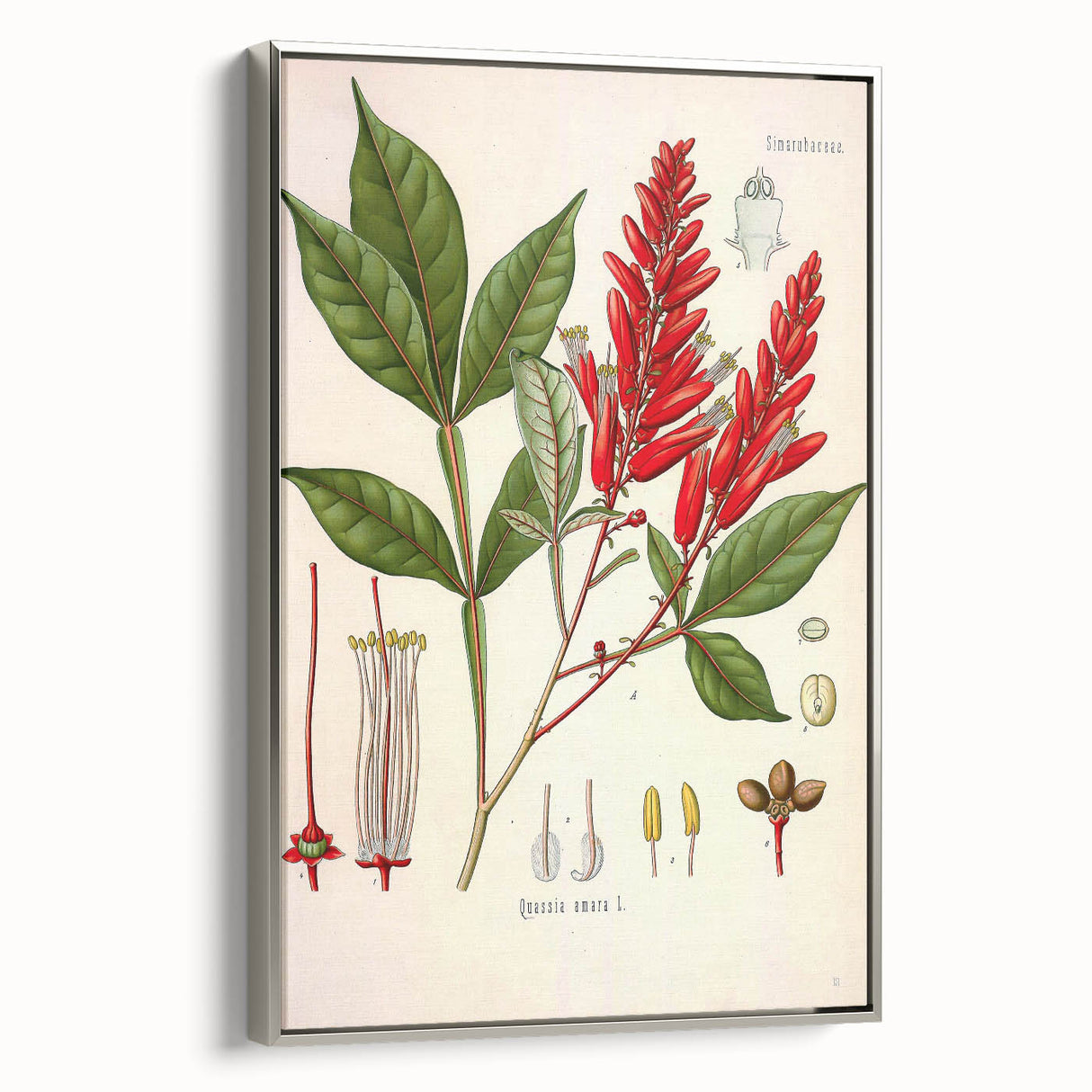Vintage Botanical Illustration of Quassia Plant Art Print