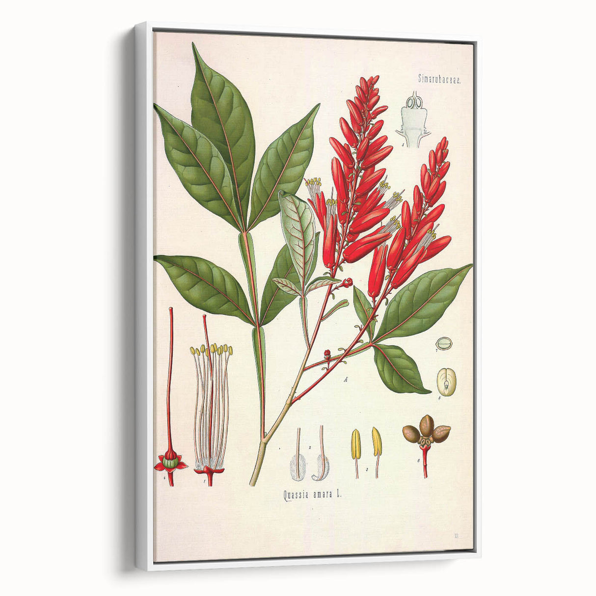 Vintage Botanical Illustration of Quassia Plant Art Print