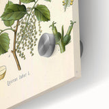 Vintage Botanical Illustration of Quercus Plant Art Print