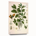 Vintage Botanical Illustration of Quercus Plant Art Print