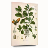 Vintage Botanical Illustration of Quercus Plant Art Print