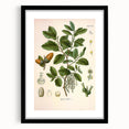 Vintage Botanical Illustration of Quercus Plant Art Print