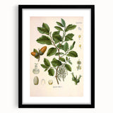 Vintage Botanical Illustration of Quercus Plant Art Print