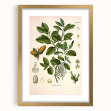 Vintage Botanical Illustration of Quercus Plant Art Print