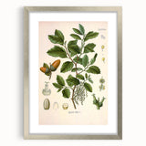 Vintage Botanical Illustration of Quercus Plant Art Print