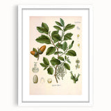Vintage Botanical Illustration of Quercus Plant Art Print