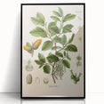 Vintage Botanical Illustration of Quercus Plant Art Print