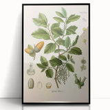 Vintage Botanical Illustration of Quercus Plant Art Print