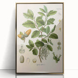 Vintage Botanical Illustration of Quercus Plant Art Print