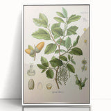 Vintage Botanical Illustration of Quercus Plant Art Print