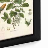Vintage Botanical Illustration of Quercus Plant Art Print
