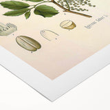 Vintage Botanical Illustration of Quercus Plant Art Print