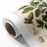 Vintage Botanical Illustration of Quercus Plant Art Print