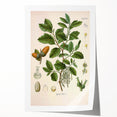 Vintage Botanical Illustration of Quercus Plant Art Print
