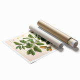 Vintage Botanical Illustration of Quercus Plant Art Print